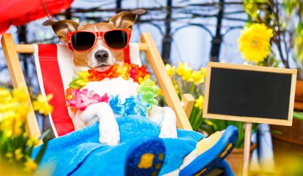 一只狗躺在海滩上荷兰假日的立法思考