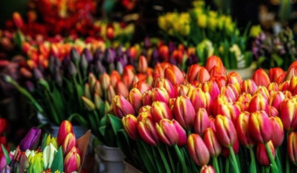 荷兰的市场——鲜花